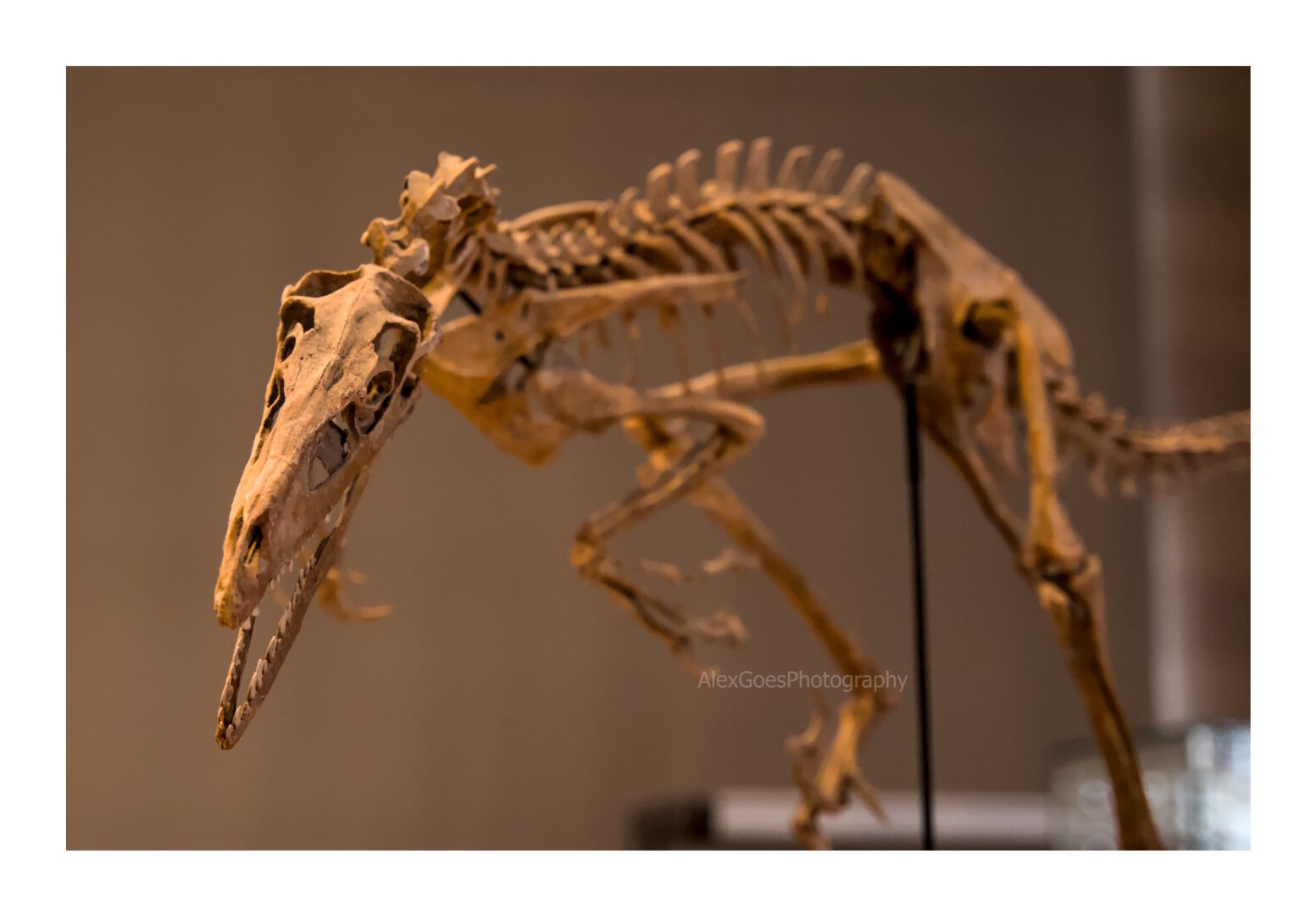 A small dinosaur skeleton, with a thin and long head. The head is on the left, pointing downward, jaw open. The whole body is positioned as if the create is going to nip at something, or someone. The rest of the body is out of focus.