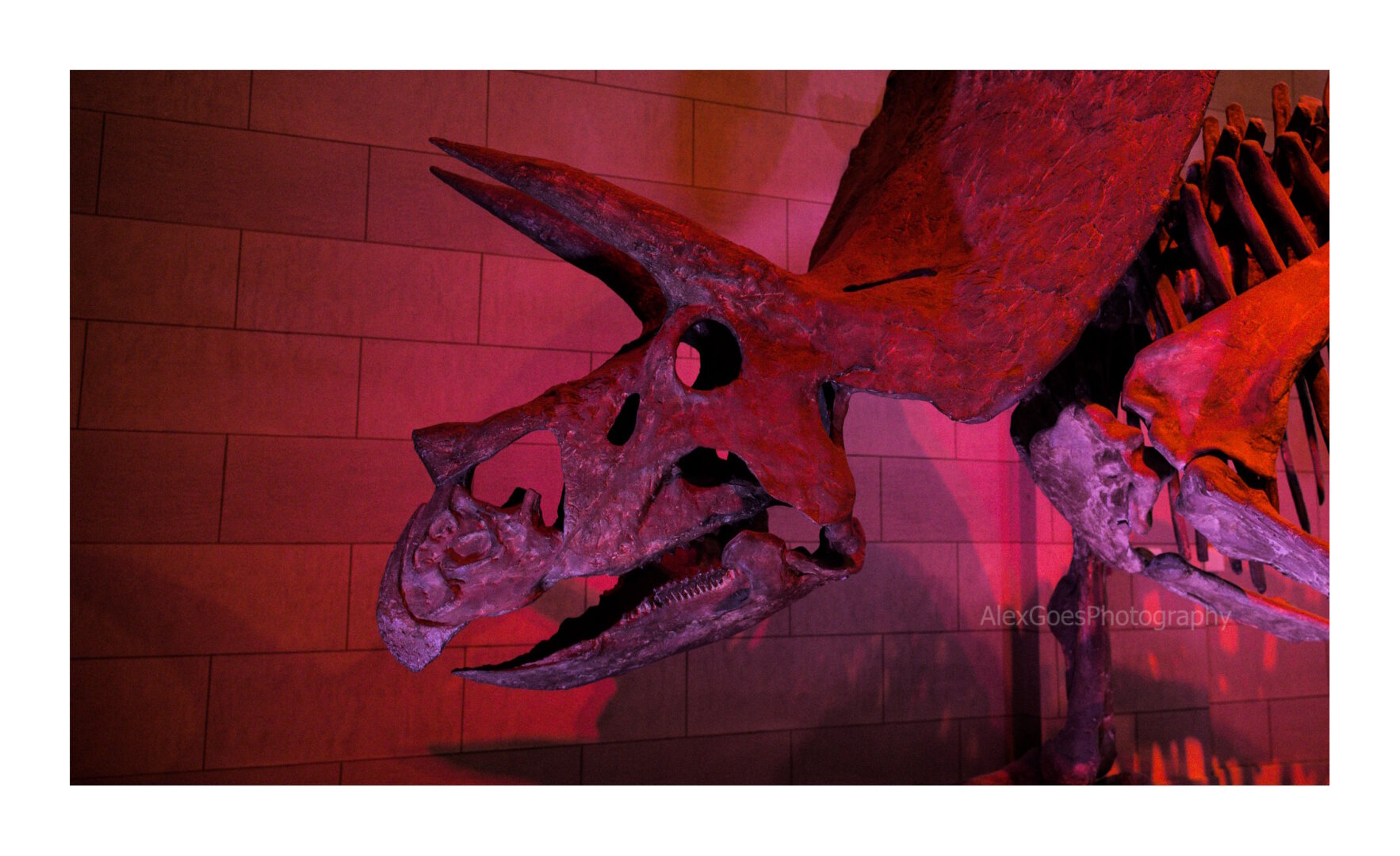 The head of a triceratops dinosaur seen from the side, basked in red and purple light in front of a wall with a big brick pattern.