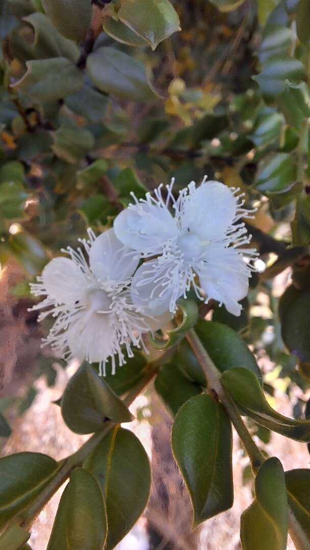 close-up of a couple of little white flowers over the green leaves of a bush