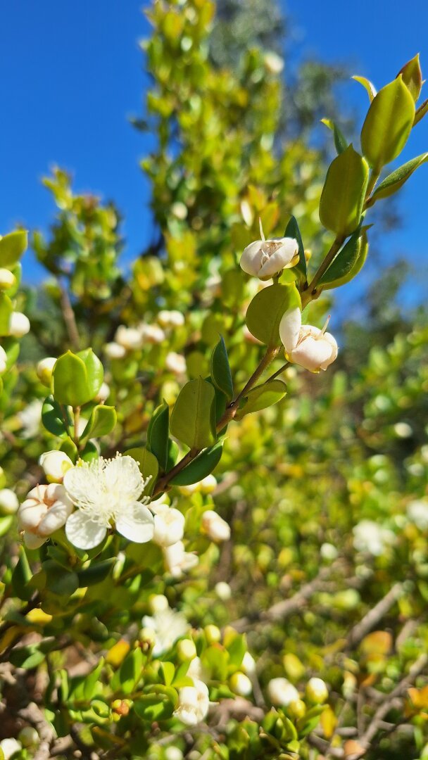 white little flowers in a bush's branch, in beautiful contrast with the green leaves and the blue sky