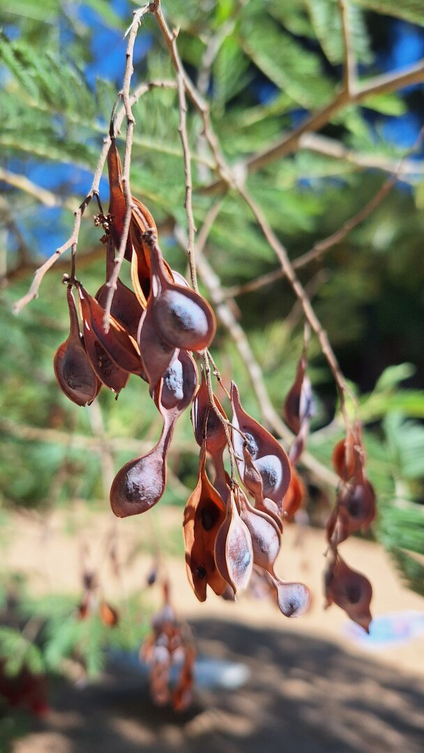 hanging seed pods close-up