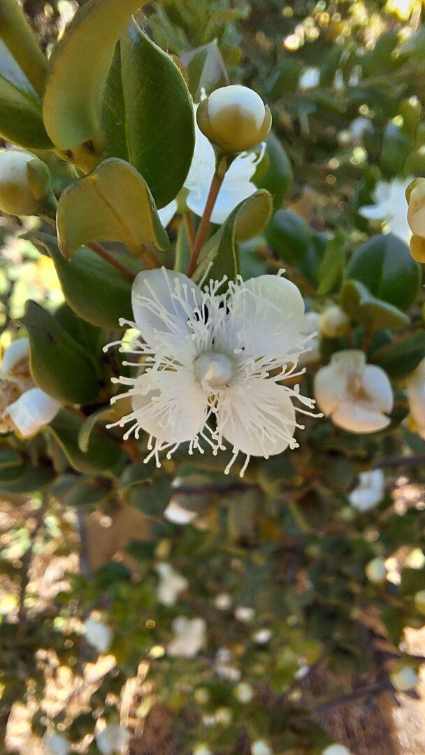 close-up of a little white flower with long stamens in its center