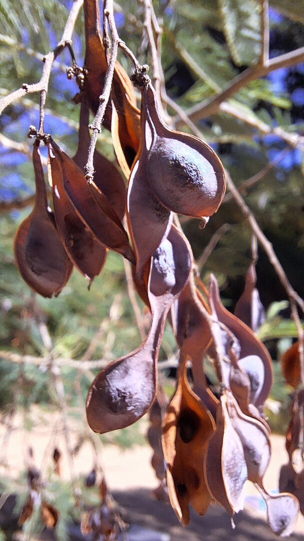 hanging seed pods close-up