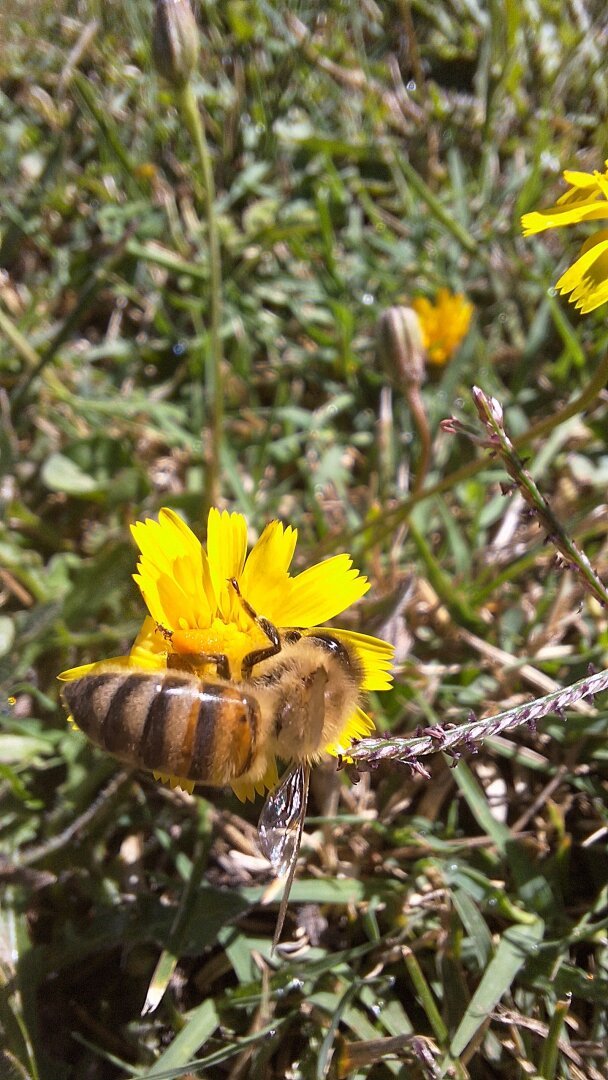 Close-up of a bee perched on a yellow wildflower