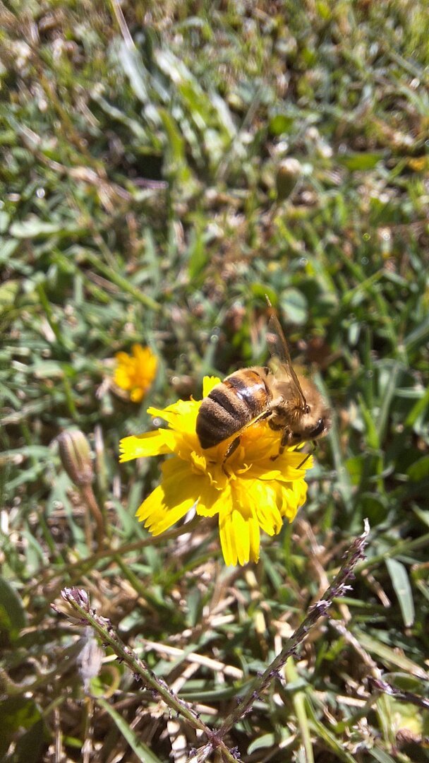 Close-up of a bee perched on a yellow wildflower