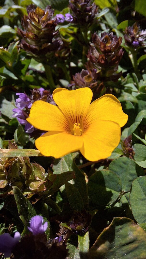 close-up of a little yellow wild flower