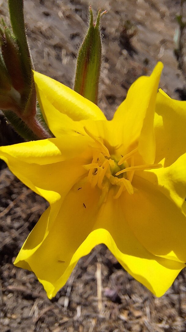 Close-up of a yellow flower