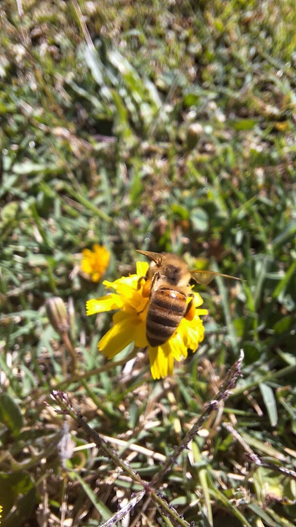 Close-up of a bee perched on a yellow wildflower