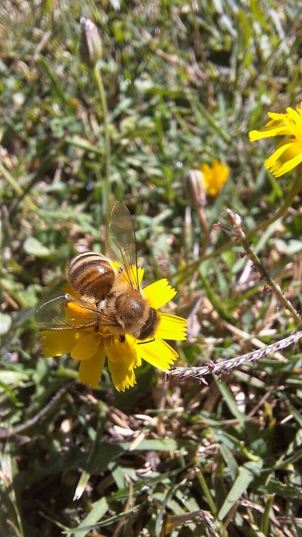 Close-up of a bee perched on a yellow wildflower