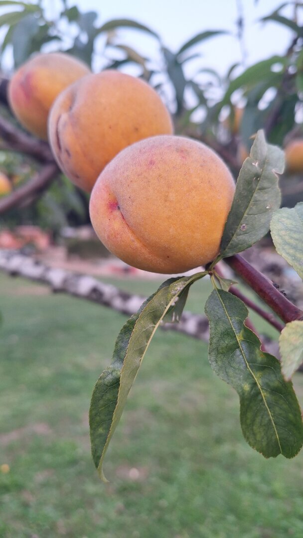 Three ripe peaches on the tree branch