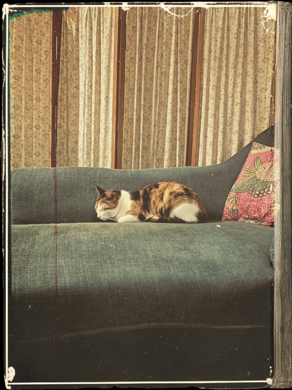 Mina aime la compagnie des humains (comme presque tous les chats)