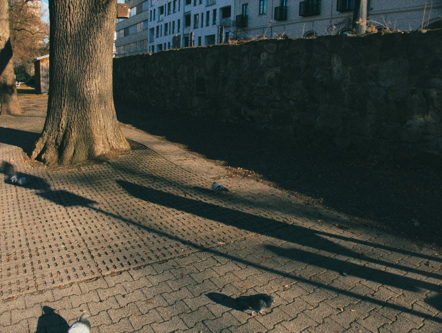 Photo of the ground with some pigeons on it, in the back ground there's a tree and a 2m old wall with buildings behind it.