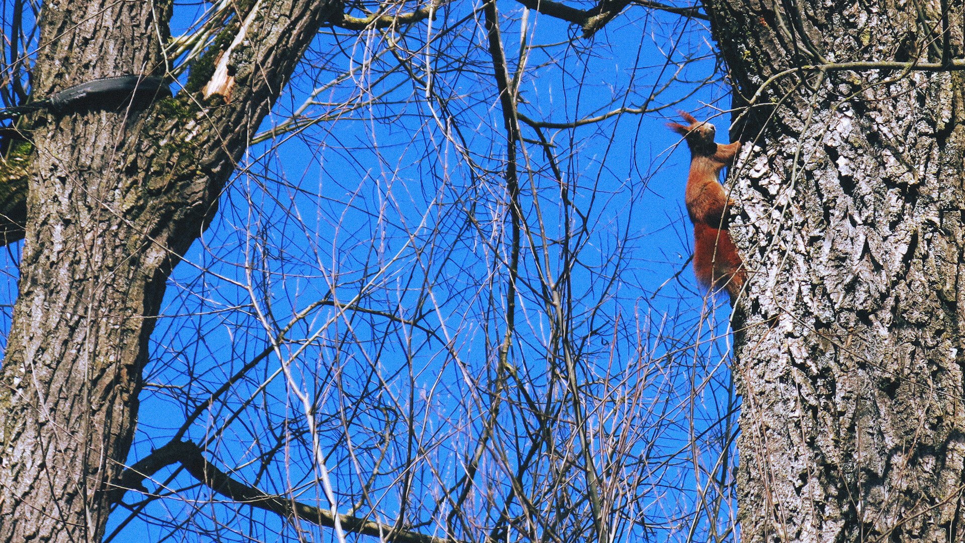 Photo of trees against a blue sky, a squirrel is sitting in it.