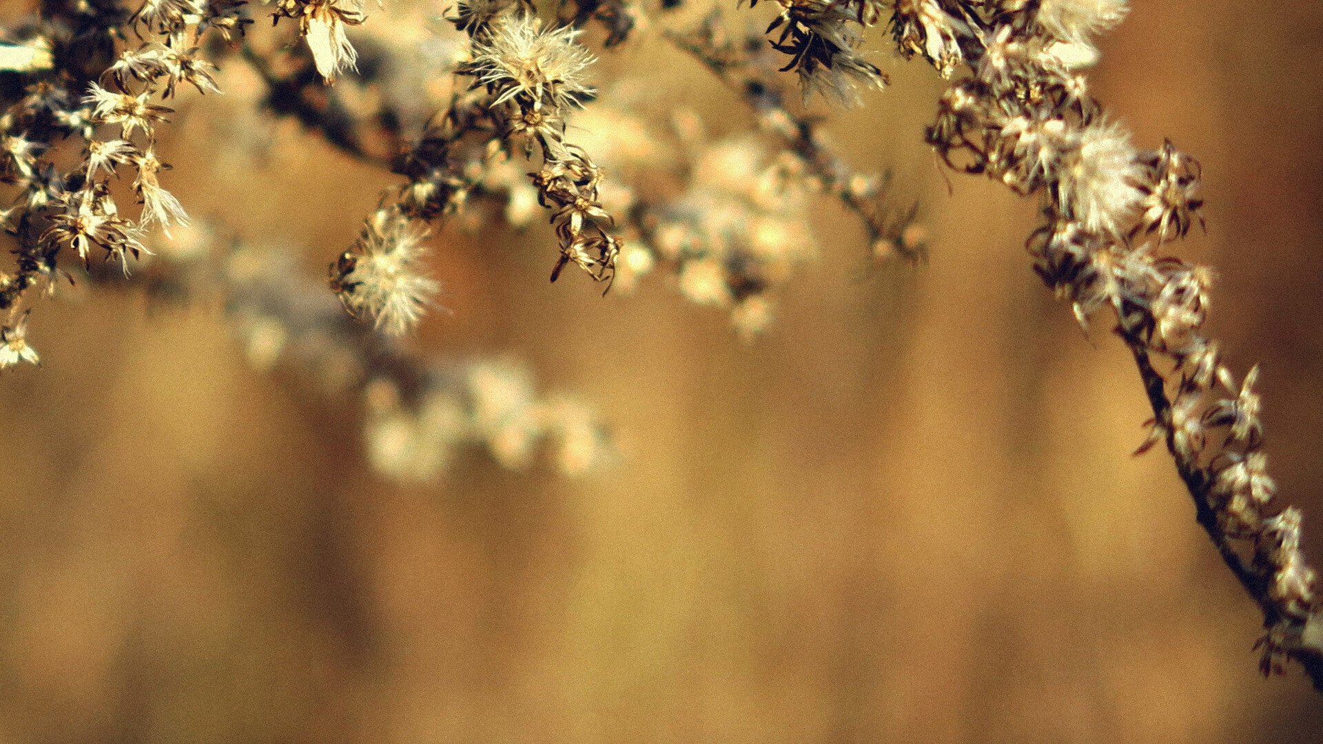 Closeup of some plant