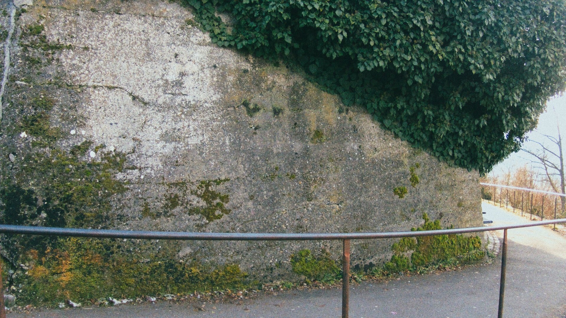 Photo of a wall with railing next to it. A lot of ivy growing on the wall.