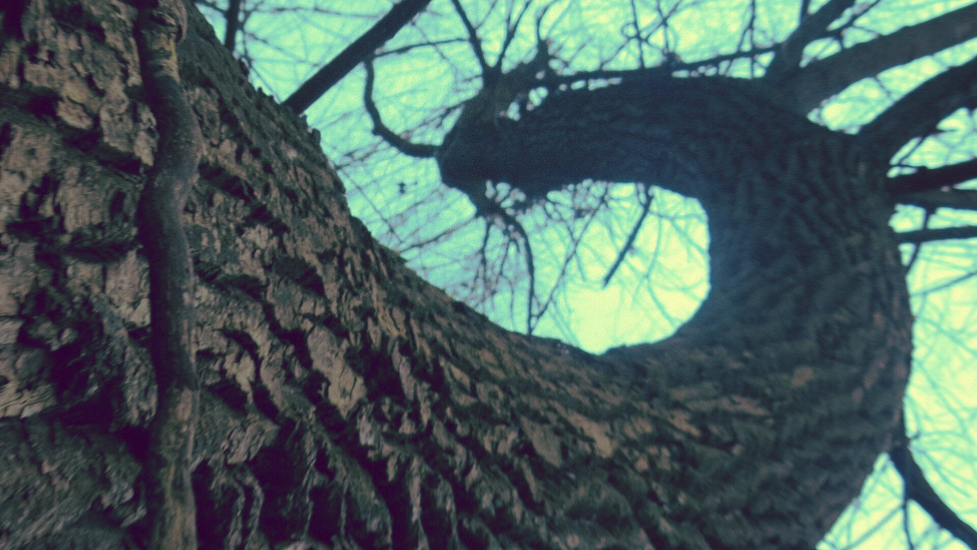 Photo of a tree branch from below, it has a spiral-like form.