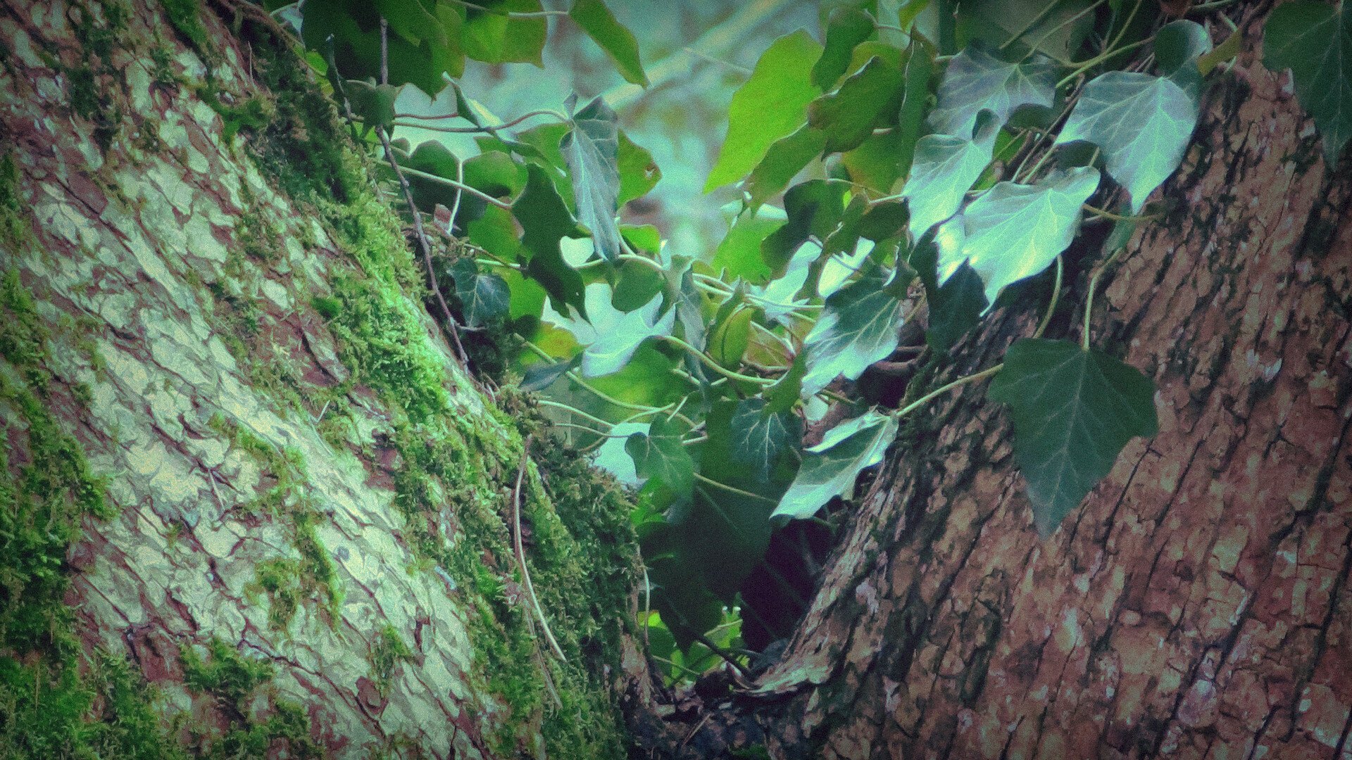 Photo that shows the crossing of 2 trees with ivy in between, very green in general