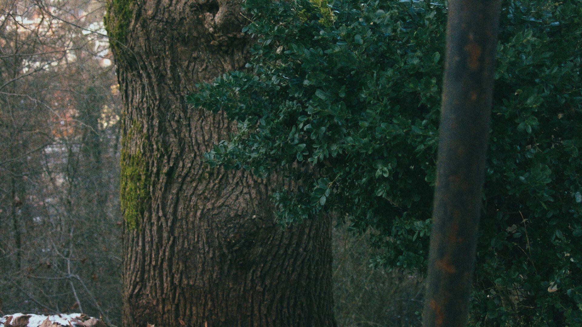 Close up photo of some parts of a tree with a bush and a lantern in front.