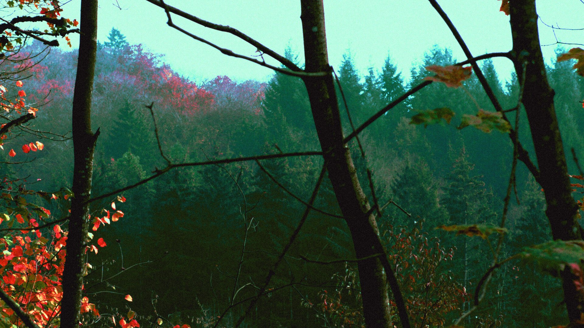 Picture of a forest through some thicket, colors are manipulated to Forks-like green and red. Sky is blue