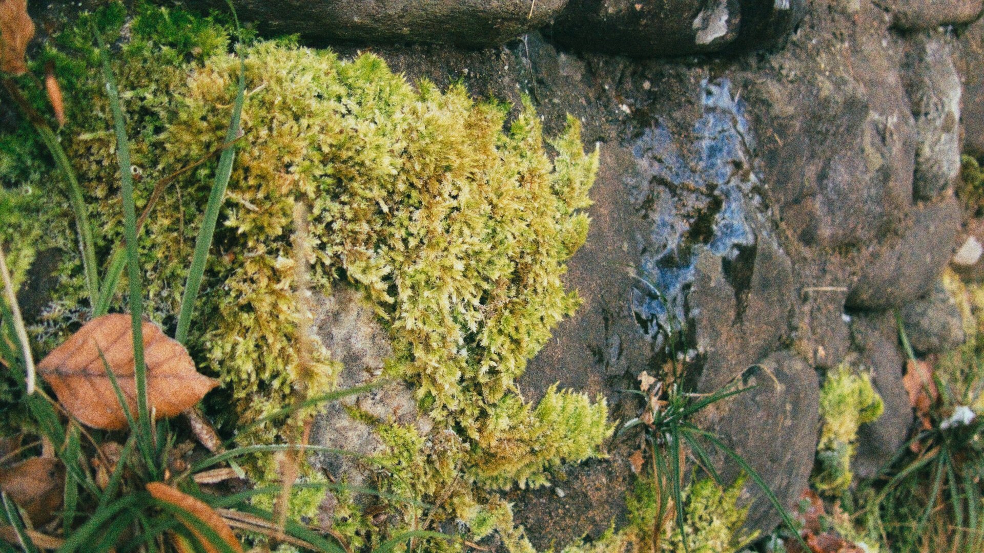 Close-up photo of a wall with moss and grass growing on it and a bit of frozen water that ran down its side.