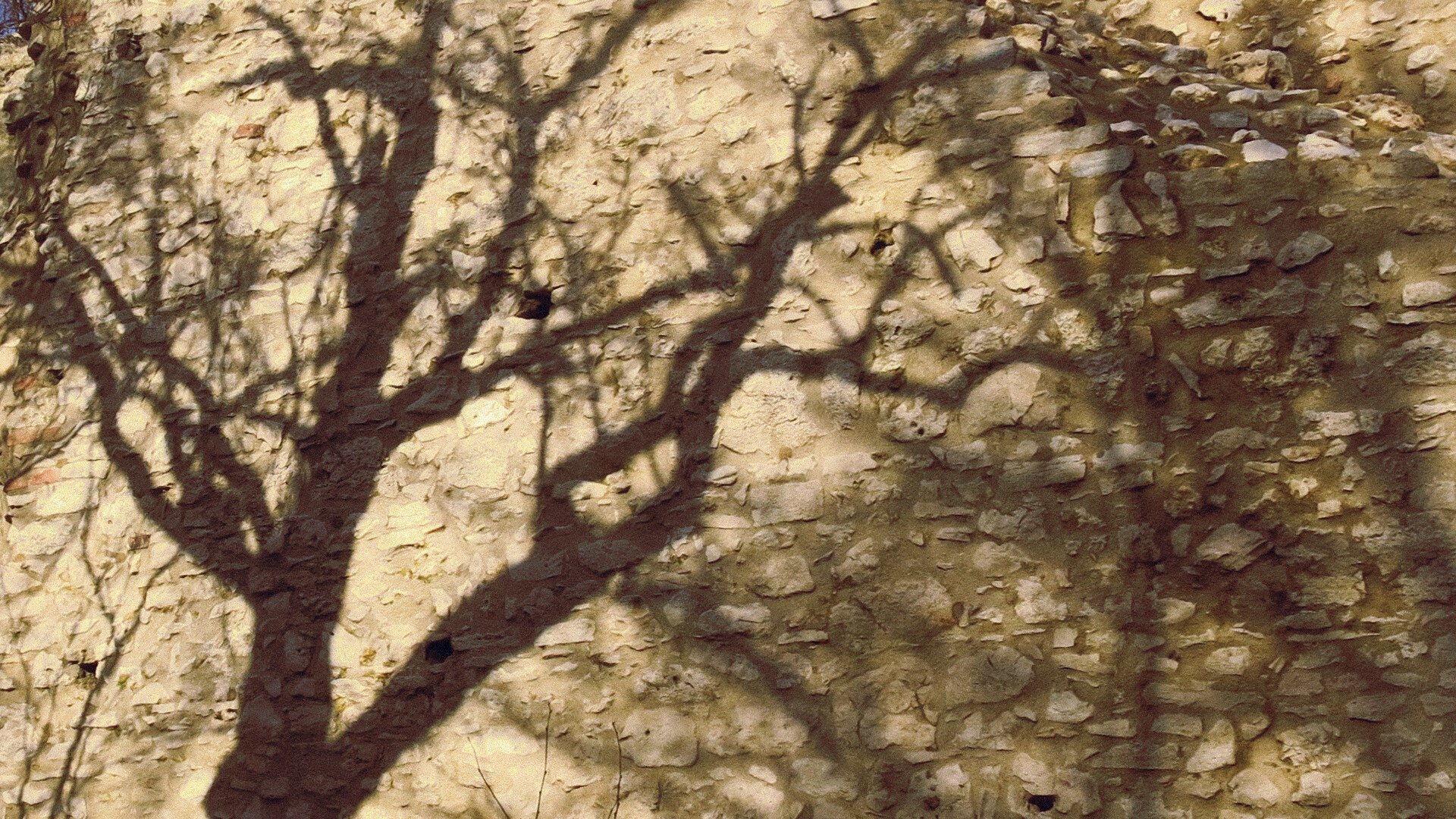 Photo of a shadow of a tree on a stone wall