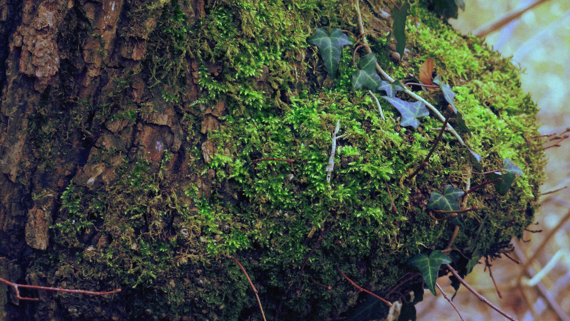 Close-up photo of moss on a tree