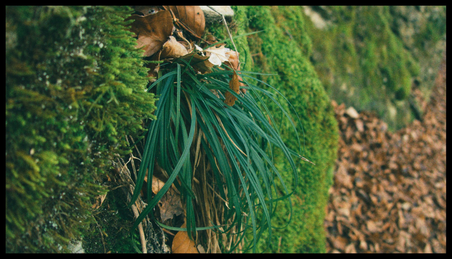 Close-up of grass coming out of a mossy hill in a forest