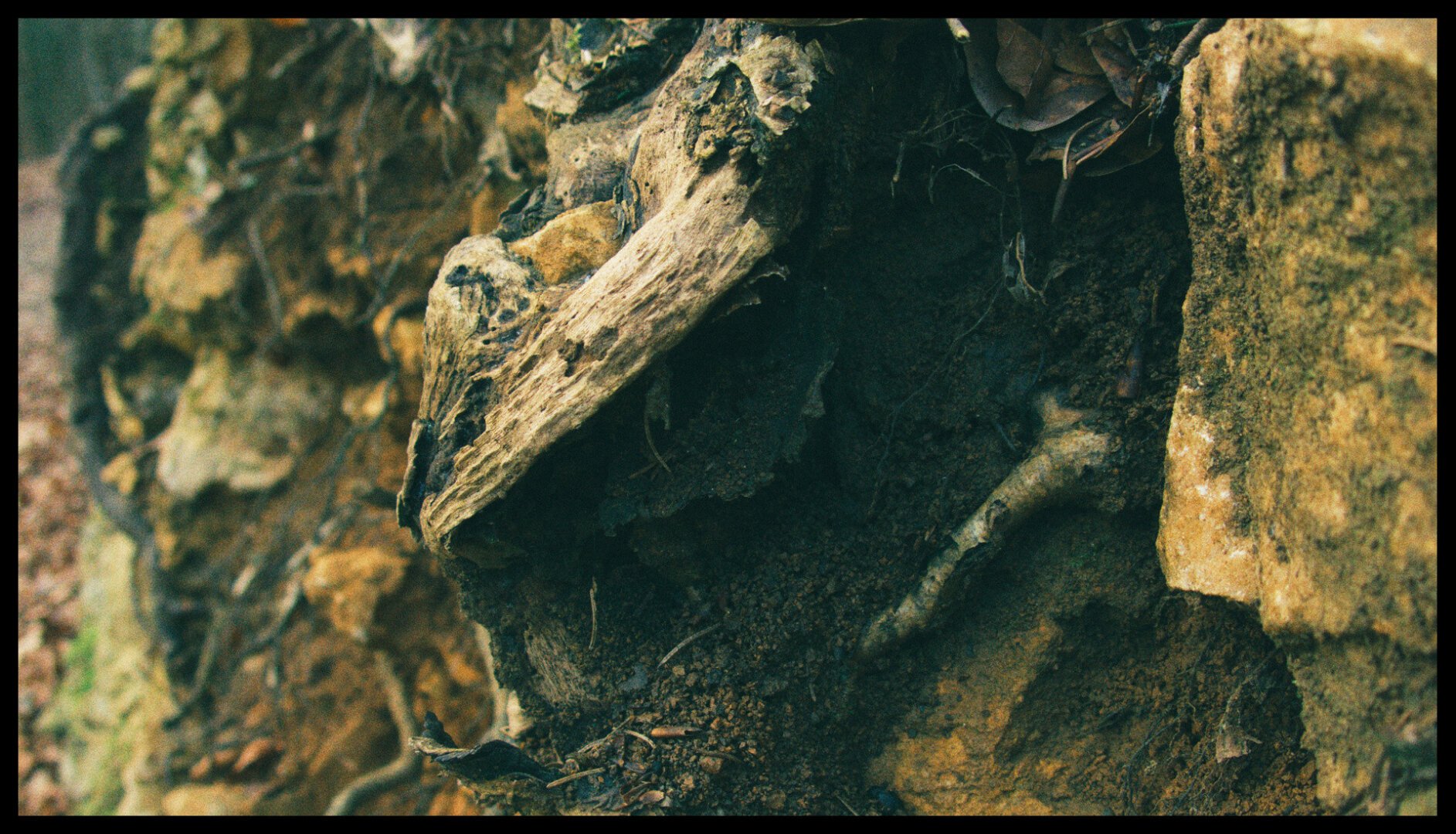 Close-up photo of a root coming through the side of a road in a forest