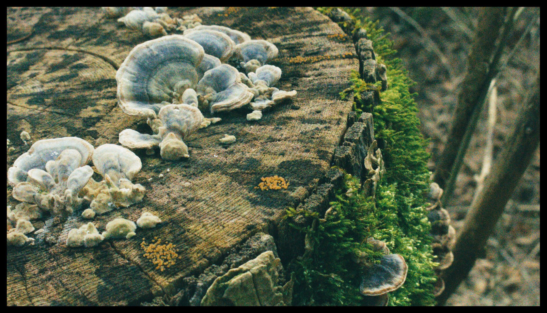 Close-up of a tree stump with moss on the side an mushrooms on top