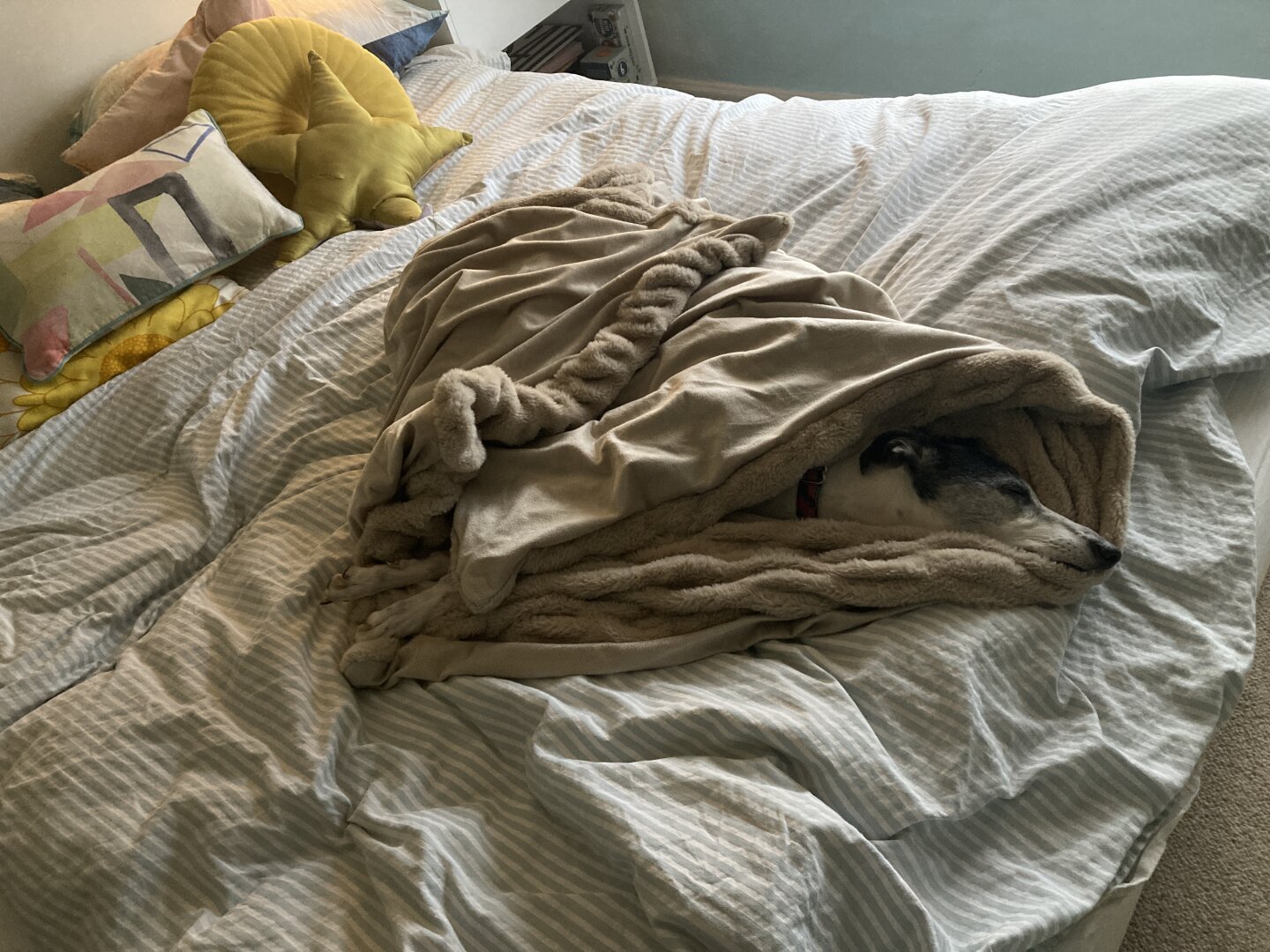 our whippet, pip, lying on our bed wrapped in a blanket