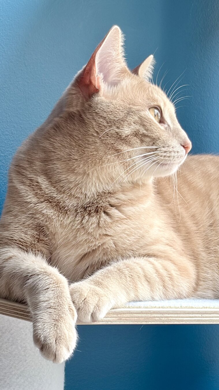 orange kitten sits on a platform looking back over his shoulder, paws crossed, towards the light (window with bird!) Background is blue.