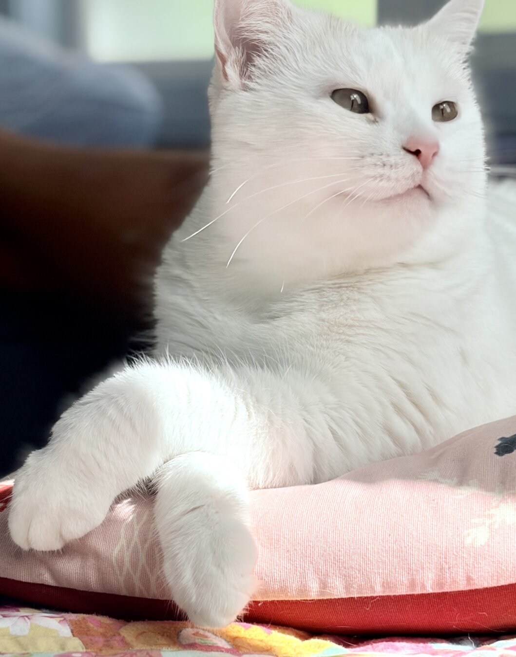 White cat sits on a pink and orange pillow, gazing off to the left. She is relaxed and her paws are crossed. A bit of sunshine shines across her legs.