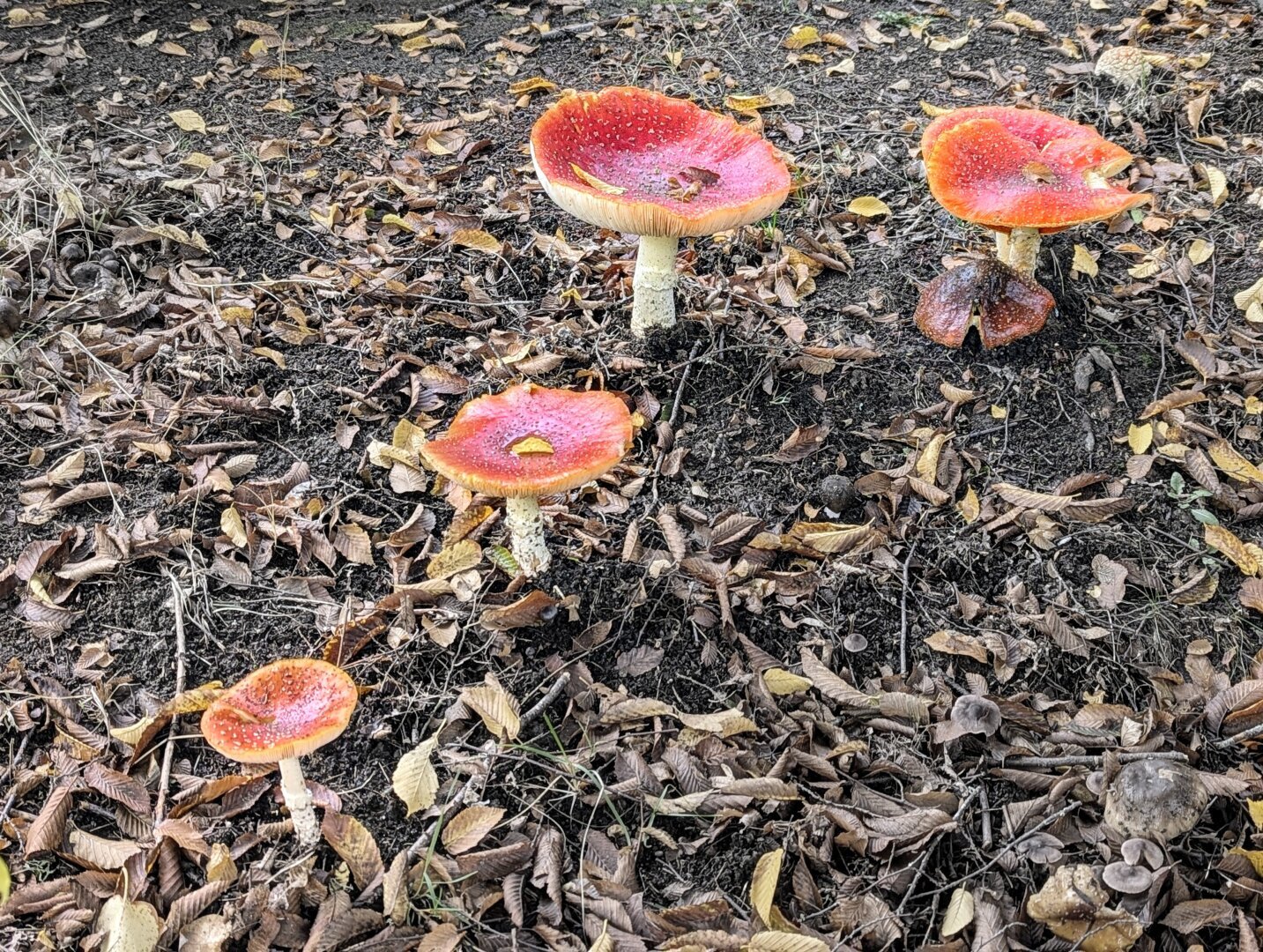 Photo of four dinner plate-sized fly agarics, which have matured to the point where their gills are showing.