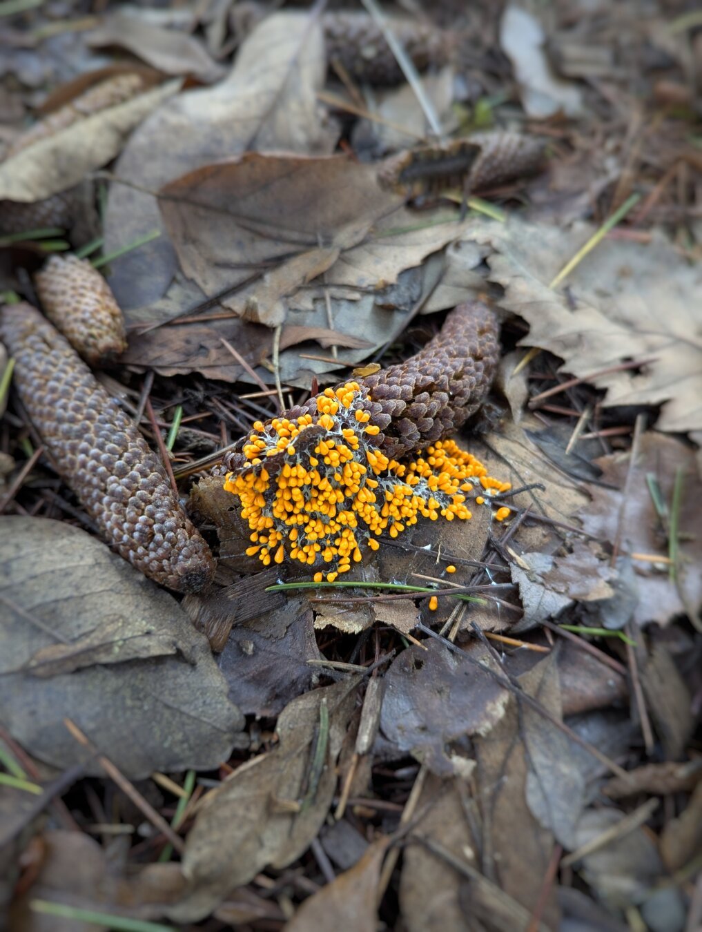 Photo of yellow-orange slime mold against a background of dried fallen leaves.