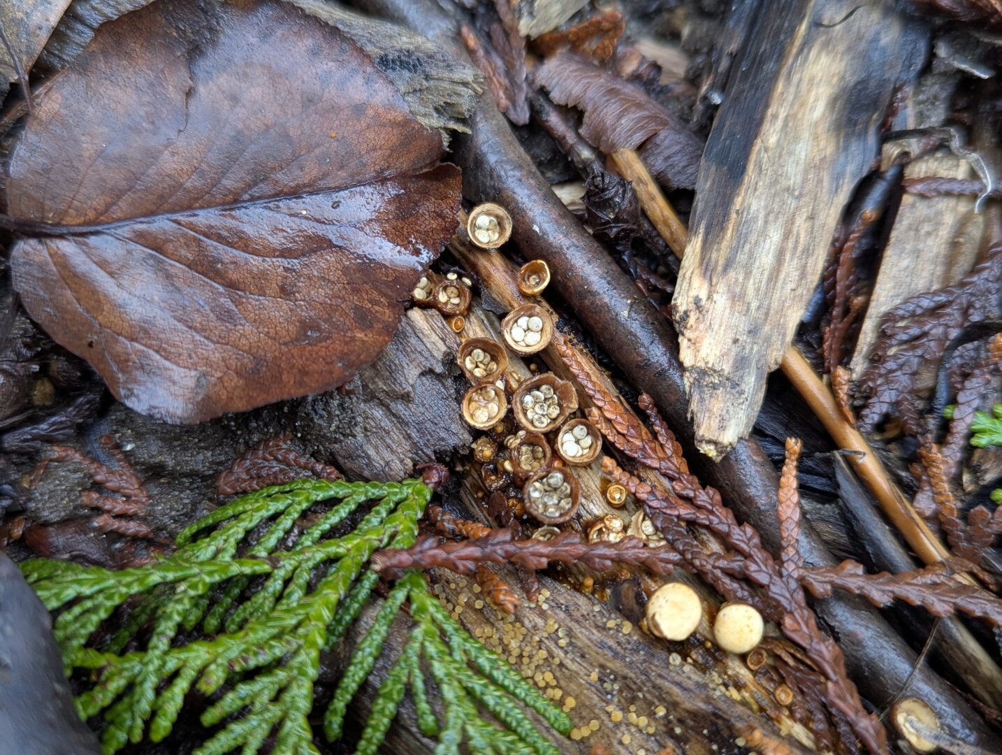 Photo of many birds nest mushrooms against a backdrop of wood chips and fallen evergreen sections.