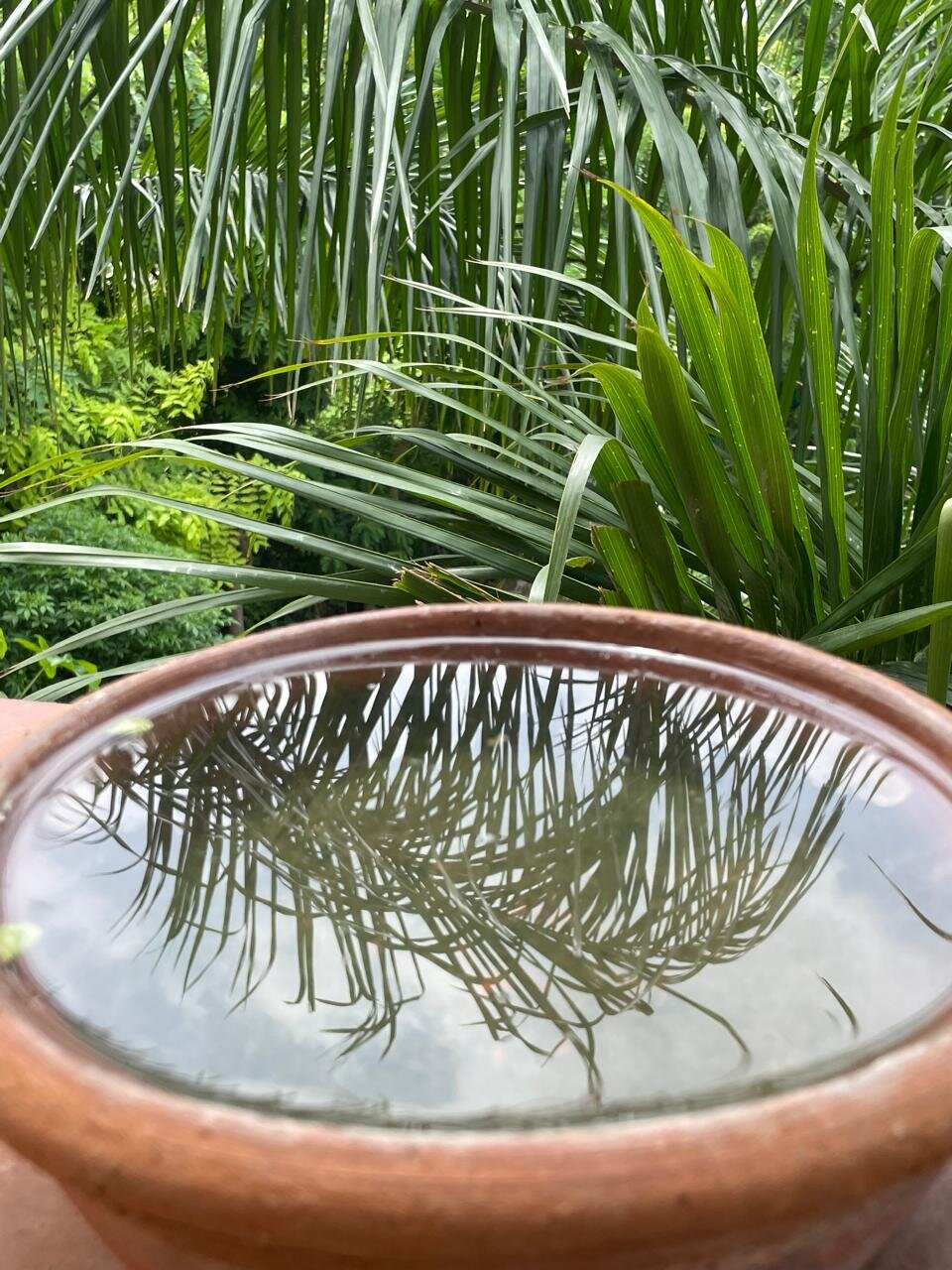 the top half of the picture shows
a dizzying array of deep green
palm fronds criss-crossing one another-there is also a bit of lighter green leaves and buds showing to the left- the bottom half shows a terra cotta bowl filled to the brim with still water
that is perfectly reflecting a cloudy gray sky and some of the palm fronds seen in the top half of the picture