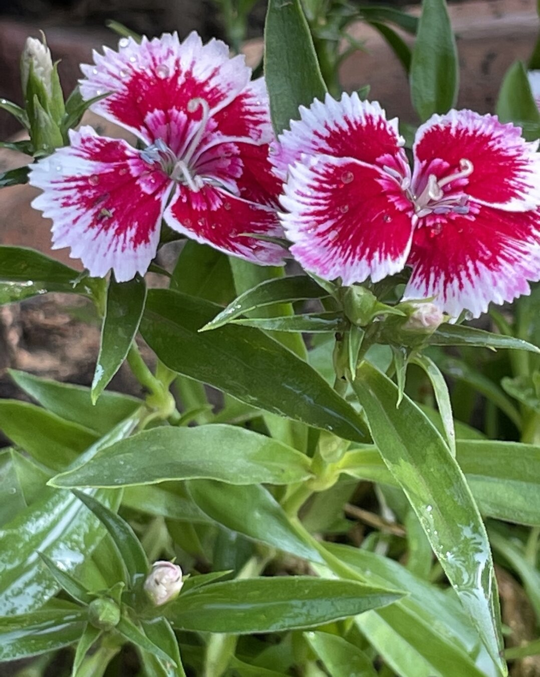 two happy pink-red and white flowers surrounded by wet green leaves glistening in the light