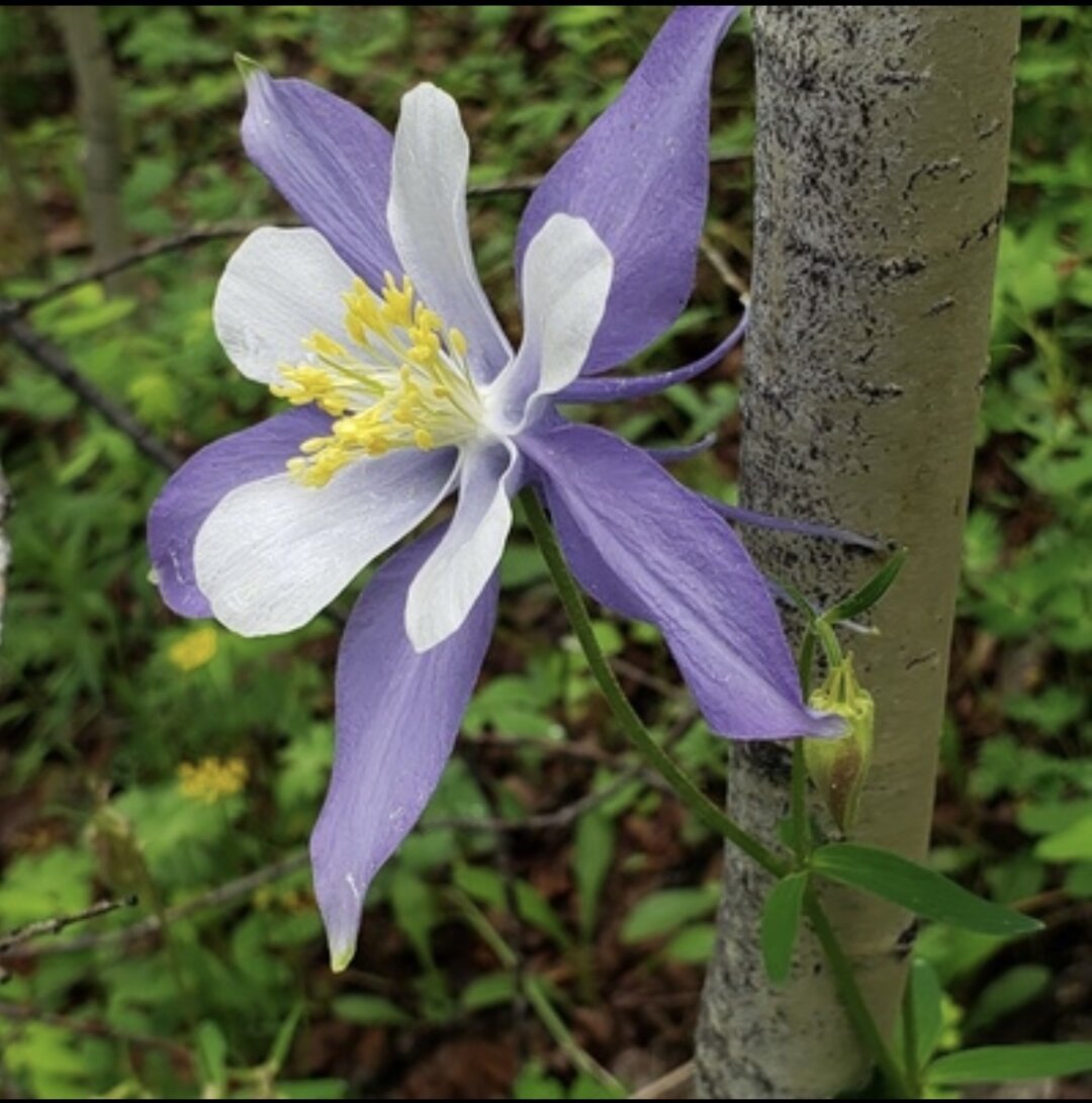 beautiful blooming flower with purple and white petals and a yellow cluster in the centre