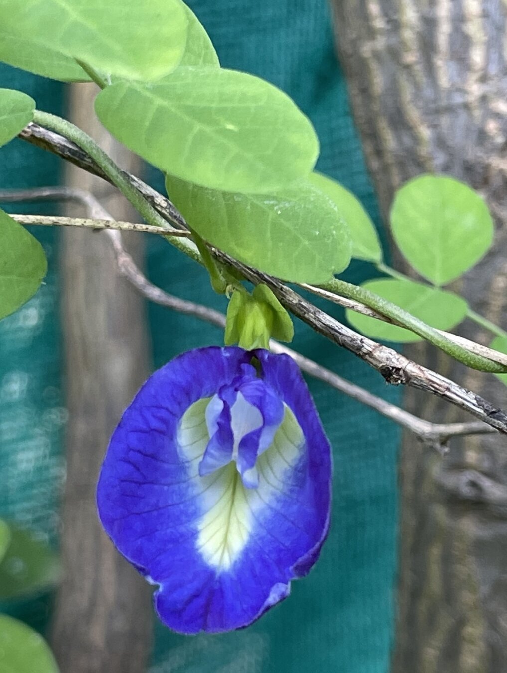 a bright purple flower with several green leaves above it