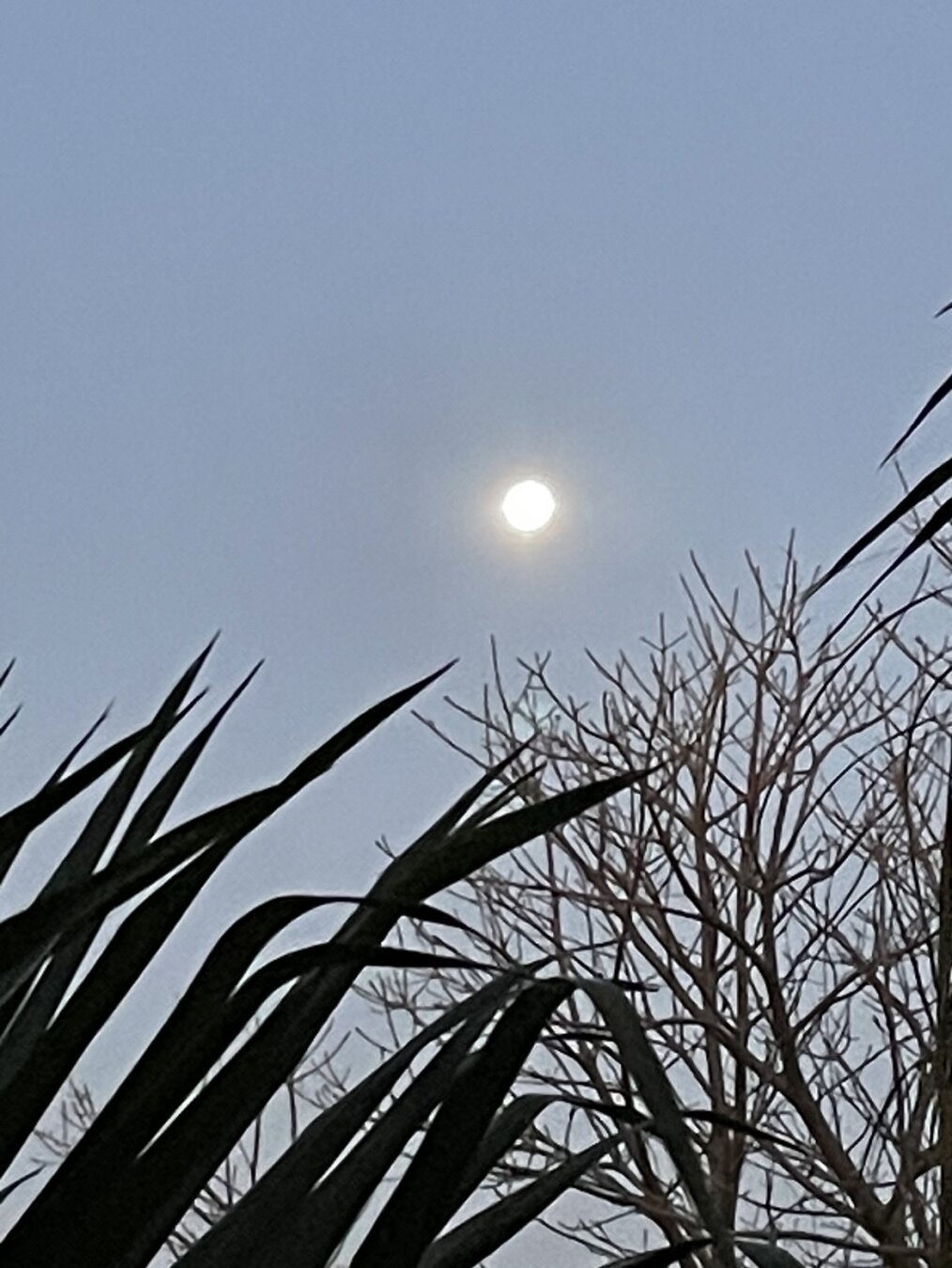 an early morning picture of the moon seen in a lightening sky and beyond barren tree branches and palm fronds