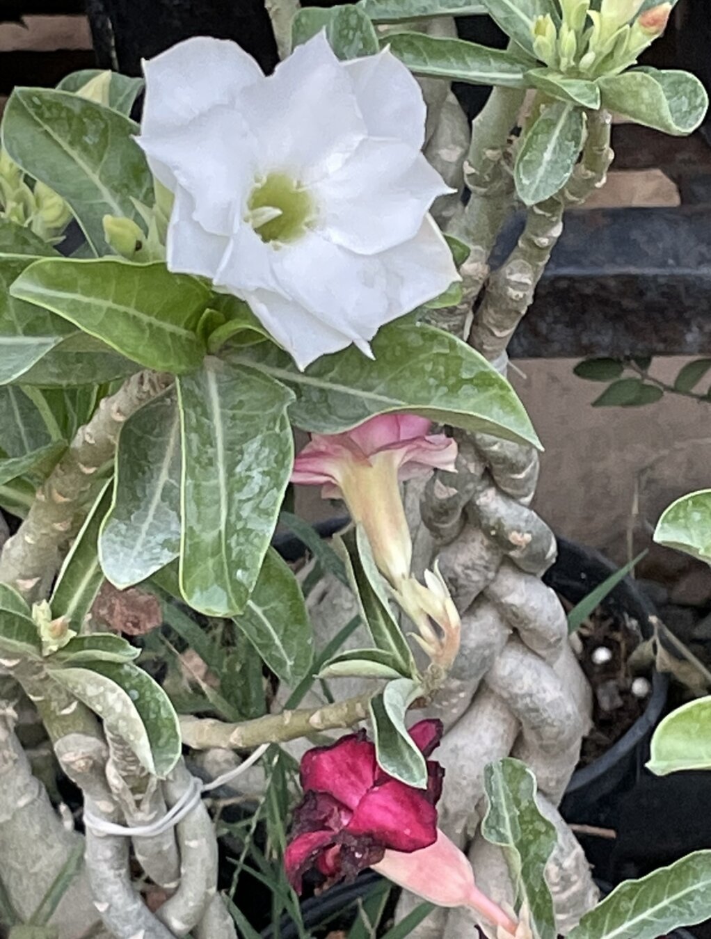 bright white flower amidst numerous green leaves and intertwined mature roots/stems