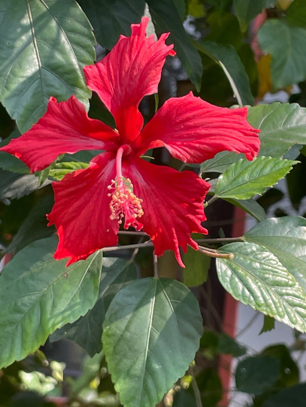 deep red flower amongst green leaves all reflecting a bright sun