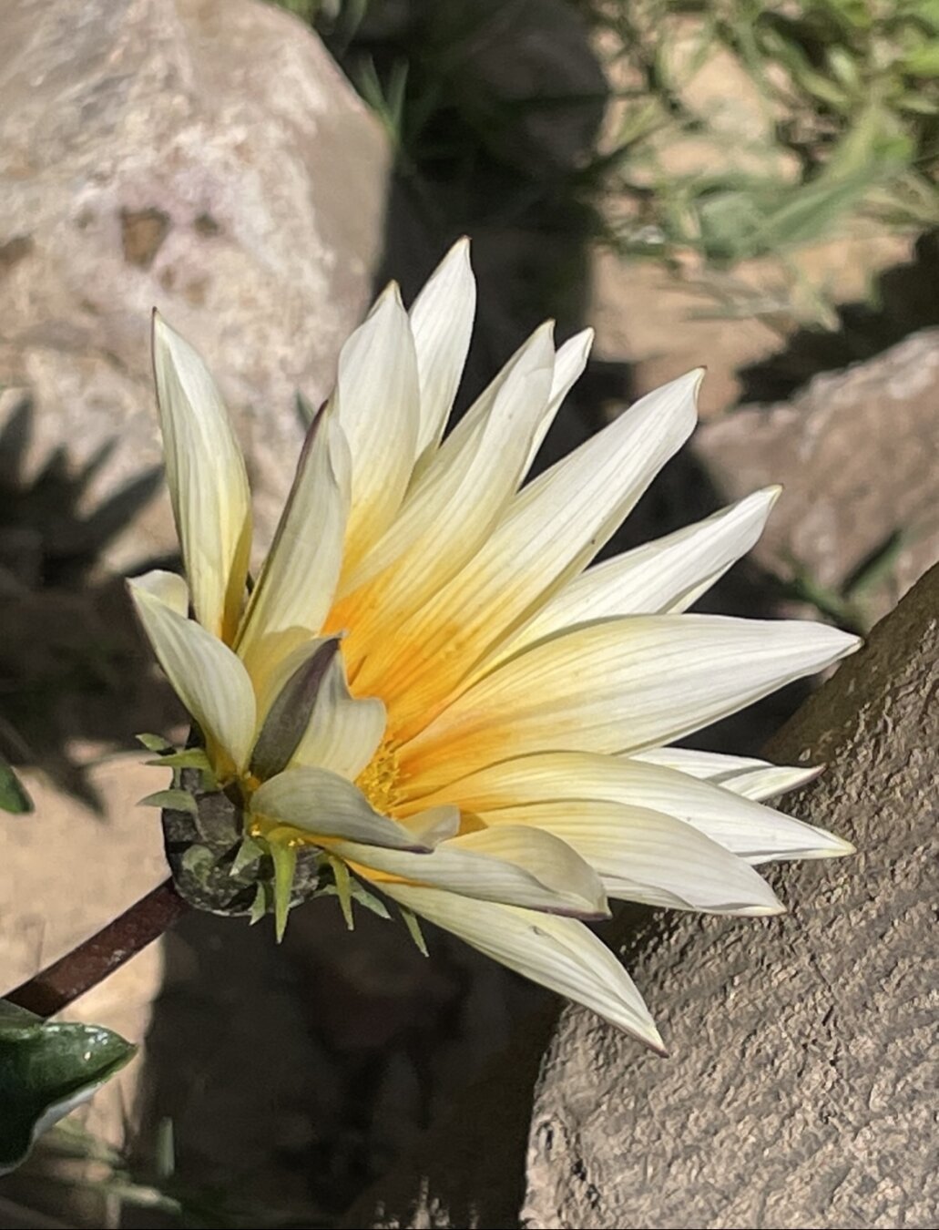 a white flower with pointy petals and a yellow center and green stem  smiling at the sun    : )