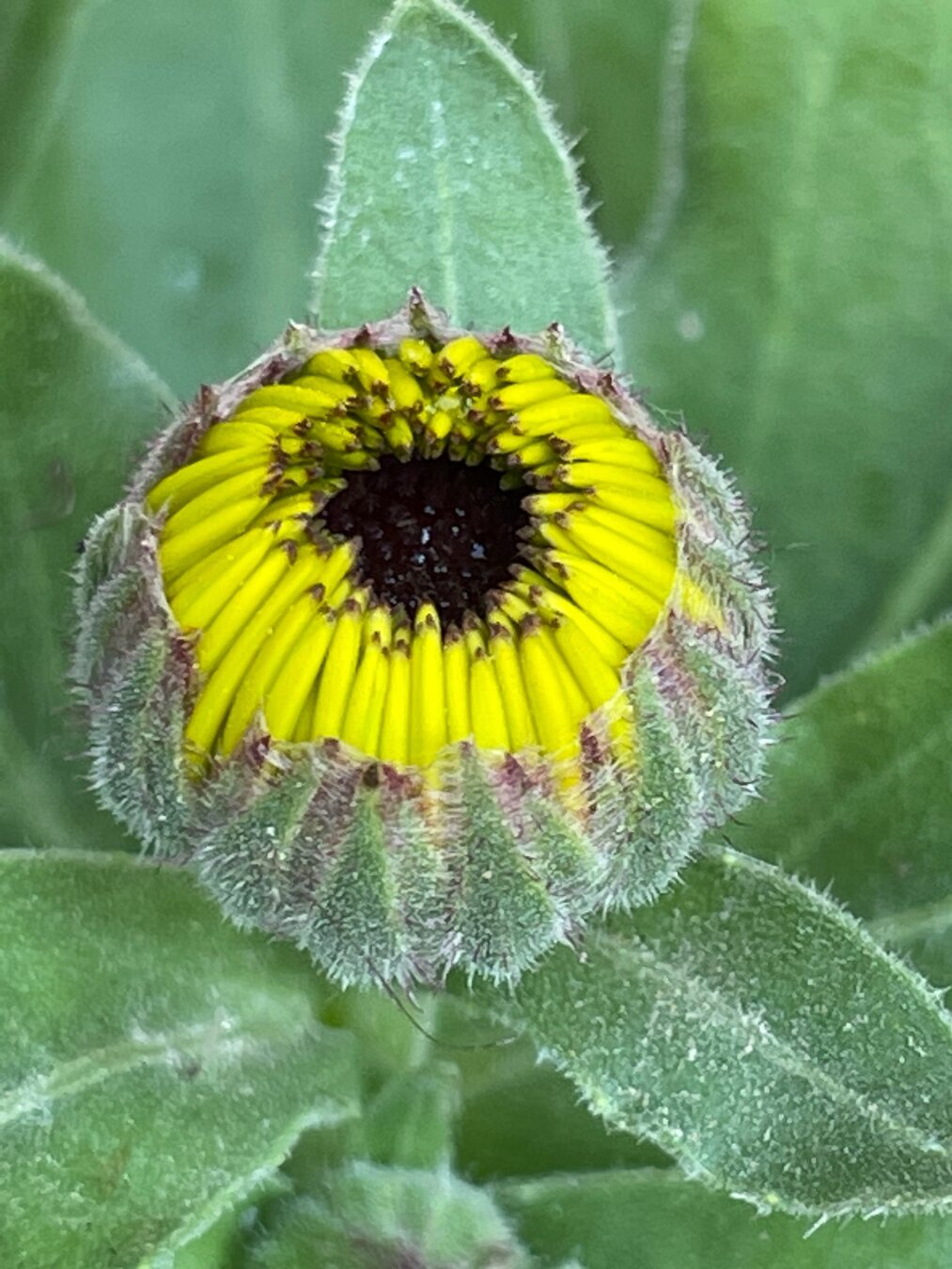 close up of a compressed flower bud getting ready to bloom. it's yellow around the outside with a dark center.