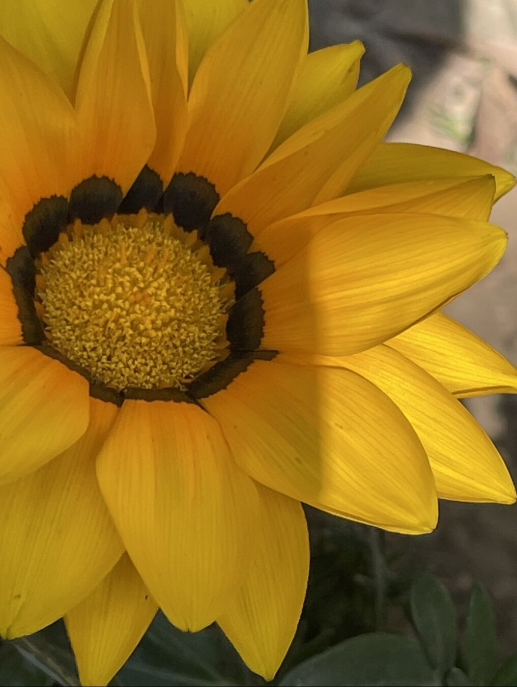 a close up view of a bright yellow-orange flower mostly shaded with several petals sunlit