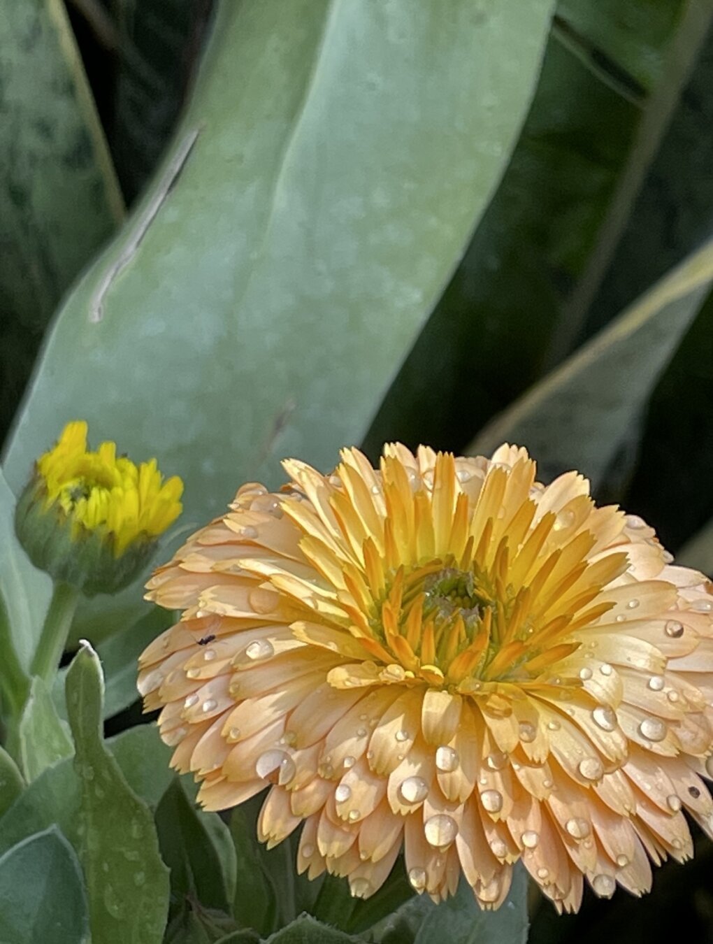 beautiful light coloured flower with pearls of dew sitting at the end of it's petals. another light yellow flower approaching bloom is to the left