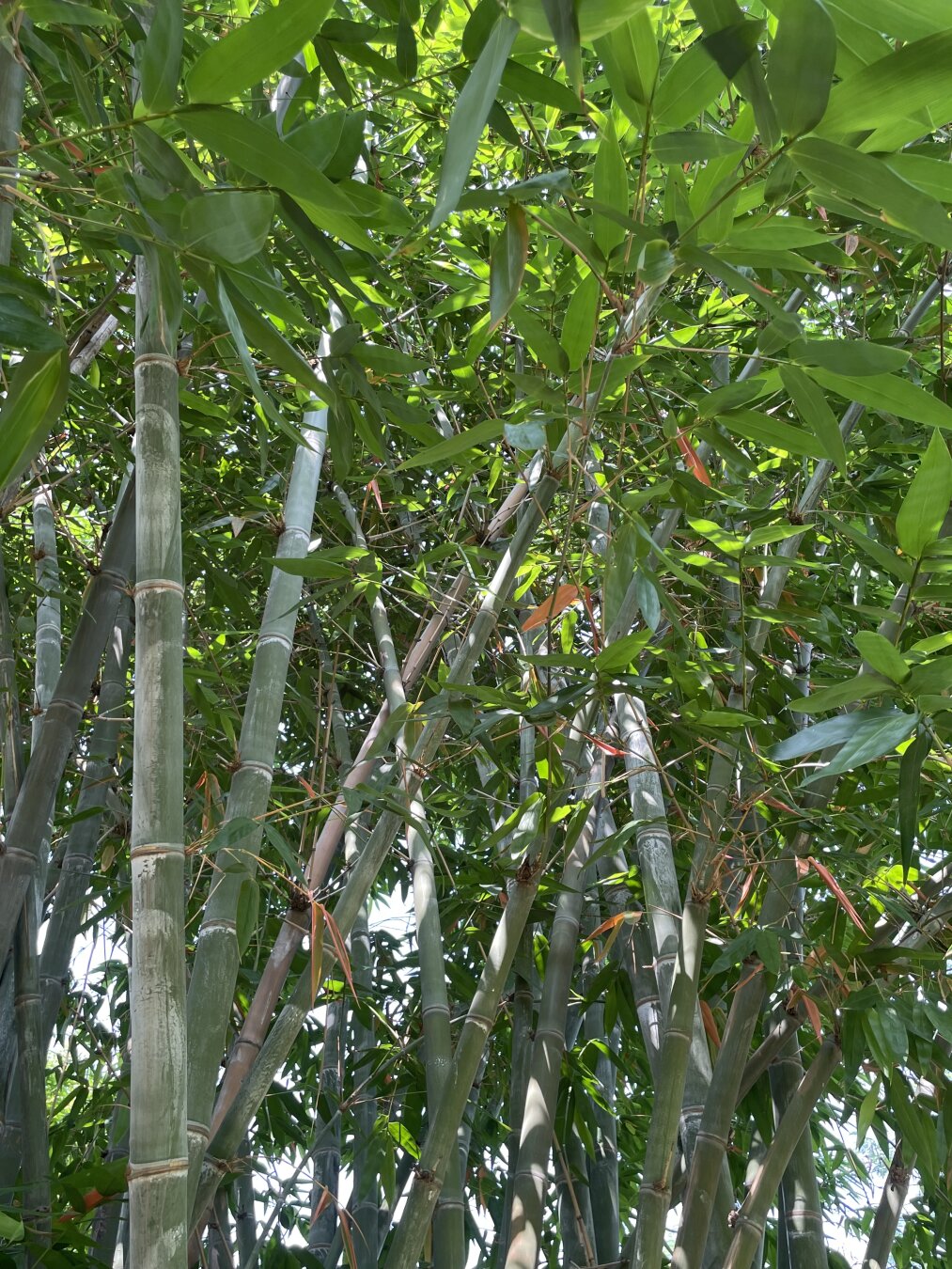 A full frame picture of a bamboo copse/cluster with fresh green leaves near the top and numerous trunks toward the bottom-there is a great deal of green throughout with some small openings where daylight is seen in the background.