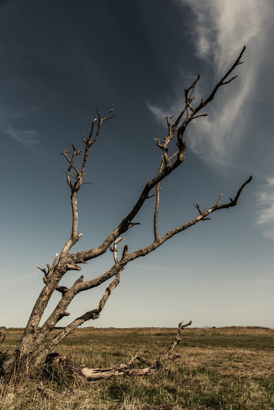 An old tree without leaves leaning into the right, growing on a plain of yellowish grass. The sky above is clear, with some wispy clouds. The photograph has been edited in warm tones and the saturation has been lowered, giving the impression of an old and washed out photo print.