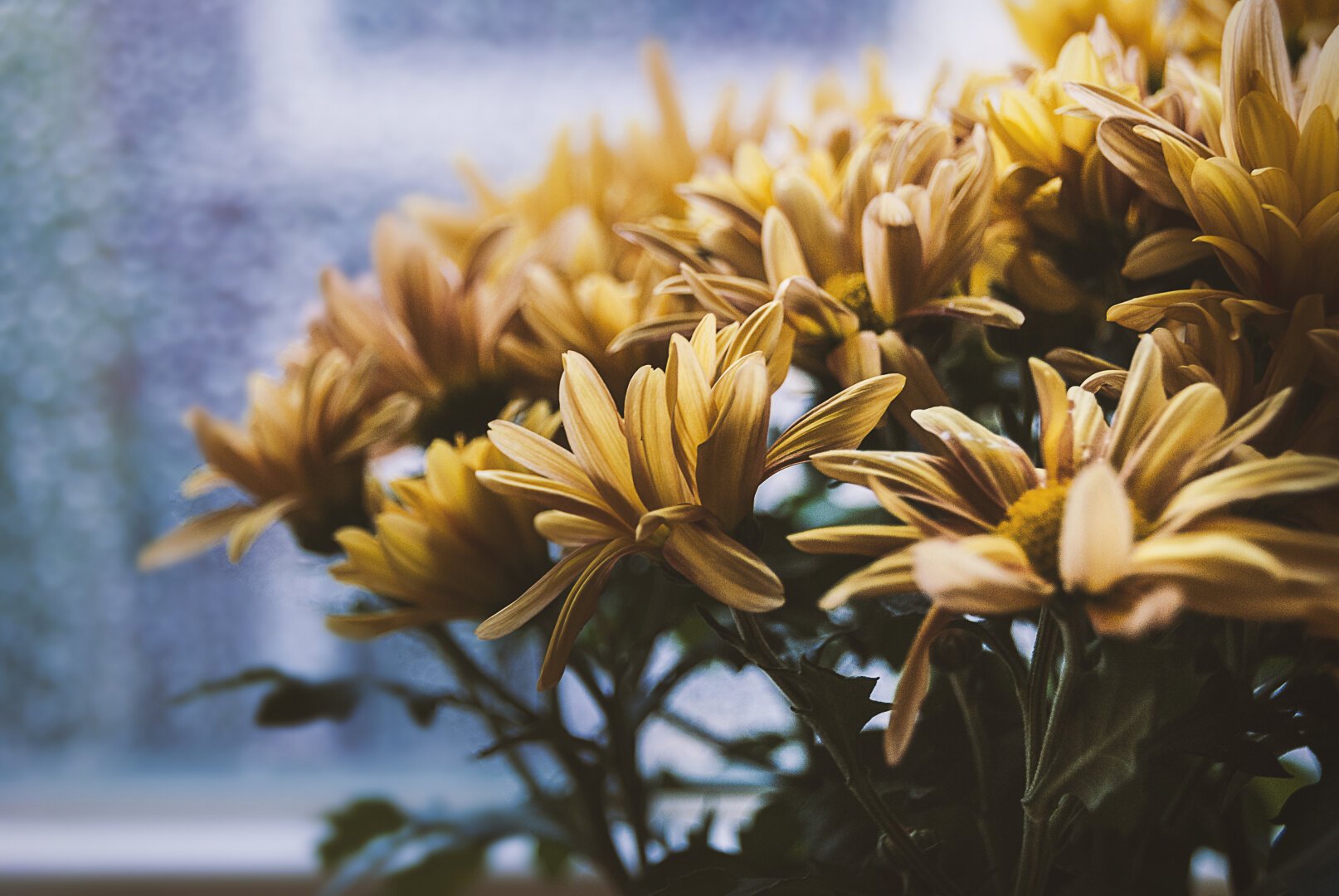 A bunch of rich yellow chrysanthemum flowers slightly off center, in front of a blurry rainy window