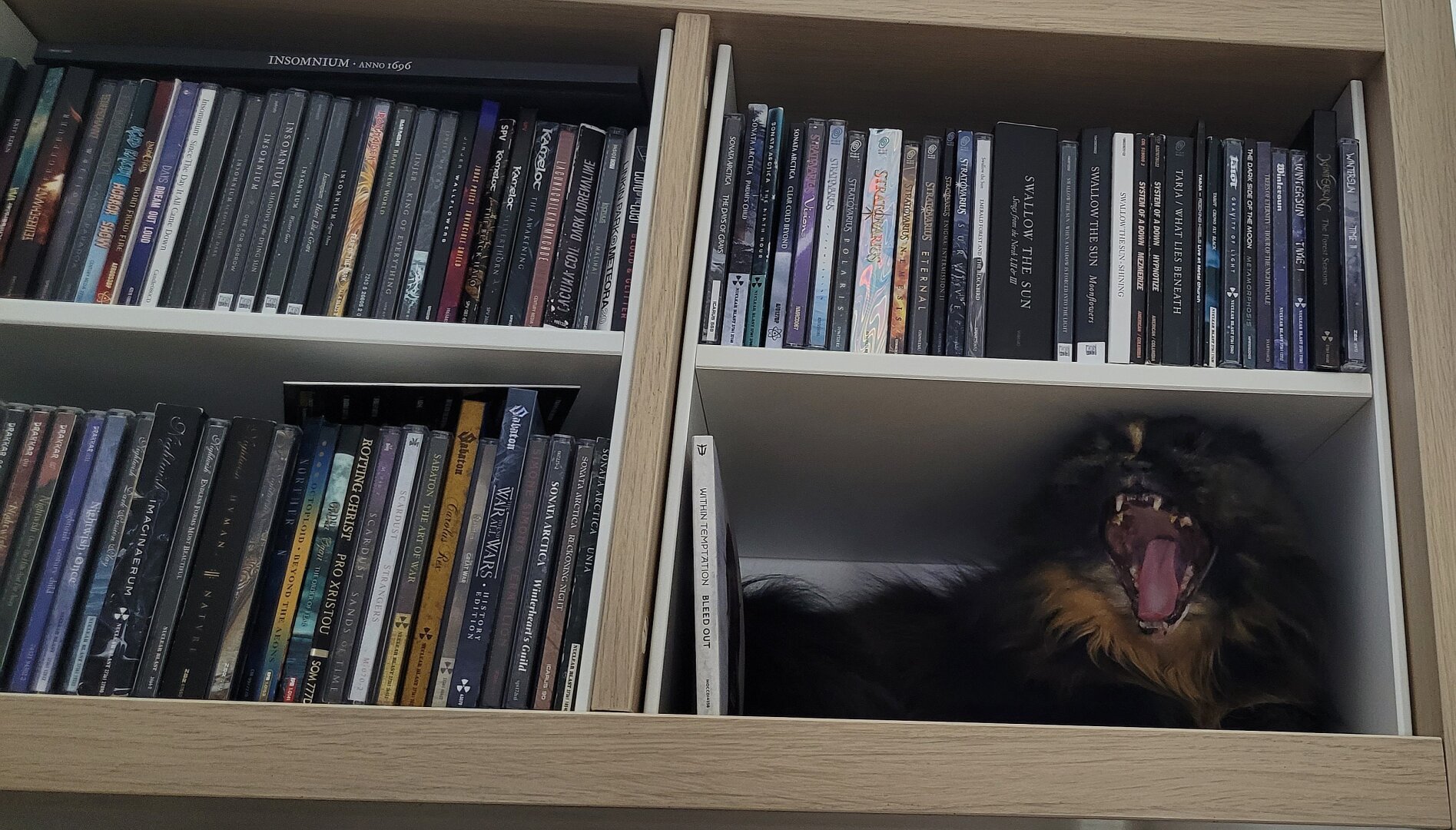 A picture of a long haired tortoiseshell cat on a wall shelf that is otherwise full of CDs. The cat is a gap at the end of the shelf and her mouth is wide open as though she's singing.